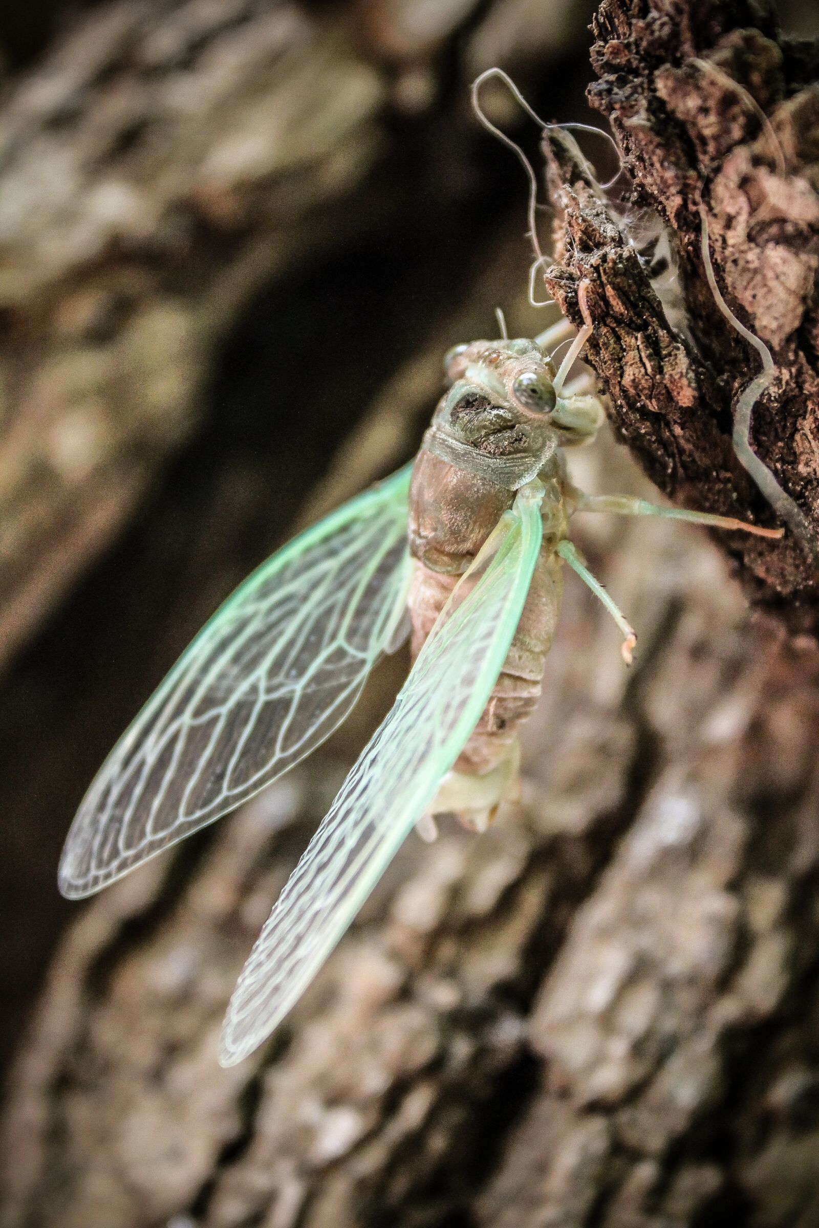Canon EOS 1100D (EOS Rebel T3 / EOS Kiss X50) sample photo. Insect, bug, wings photography
