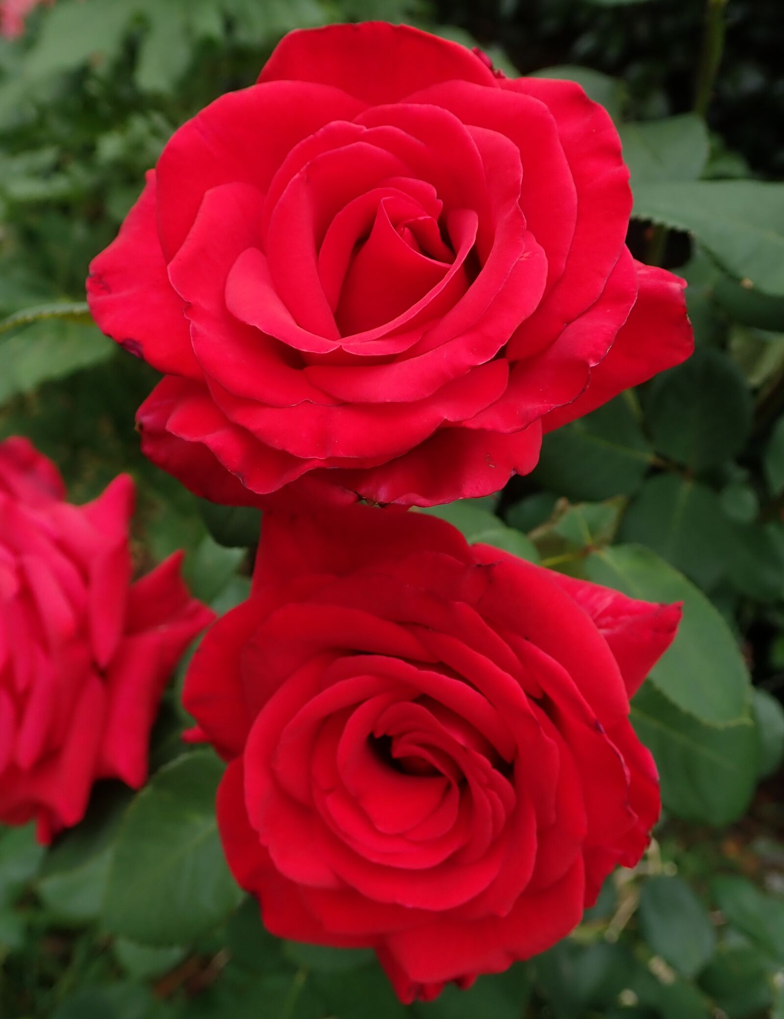 Olympus TG-5 sample photo. Roses, red, romantic photography