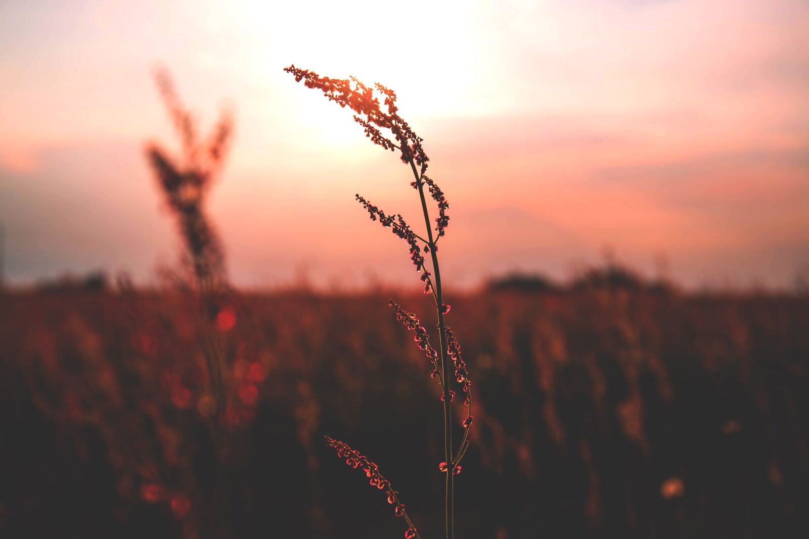 Canon EF 24-70mm F4L IS USM sample photo. Nature, plains, grass photography
