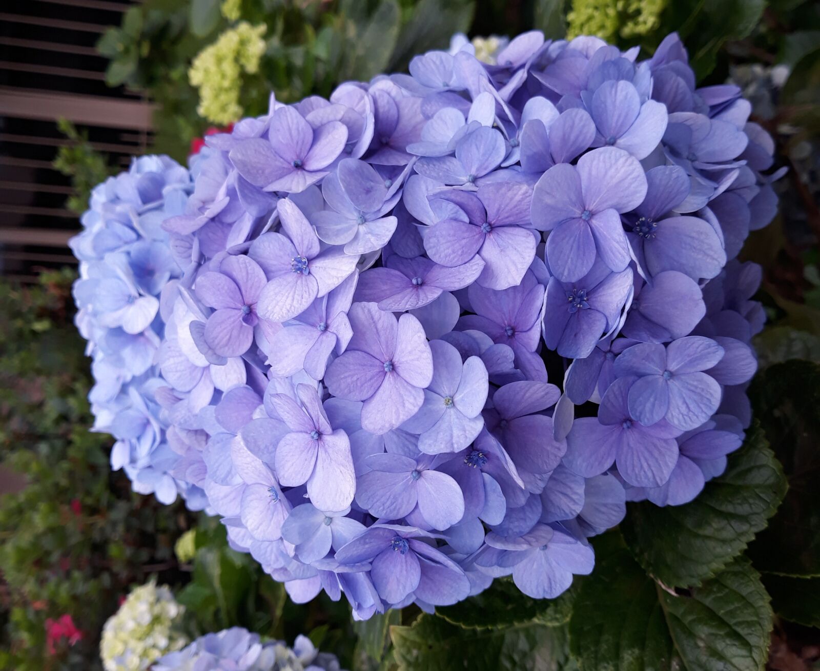 Samsung Galaxy J5 Pro sample photo. Hydrangea, blue, nature photography