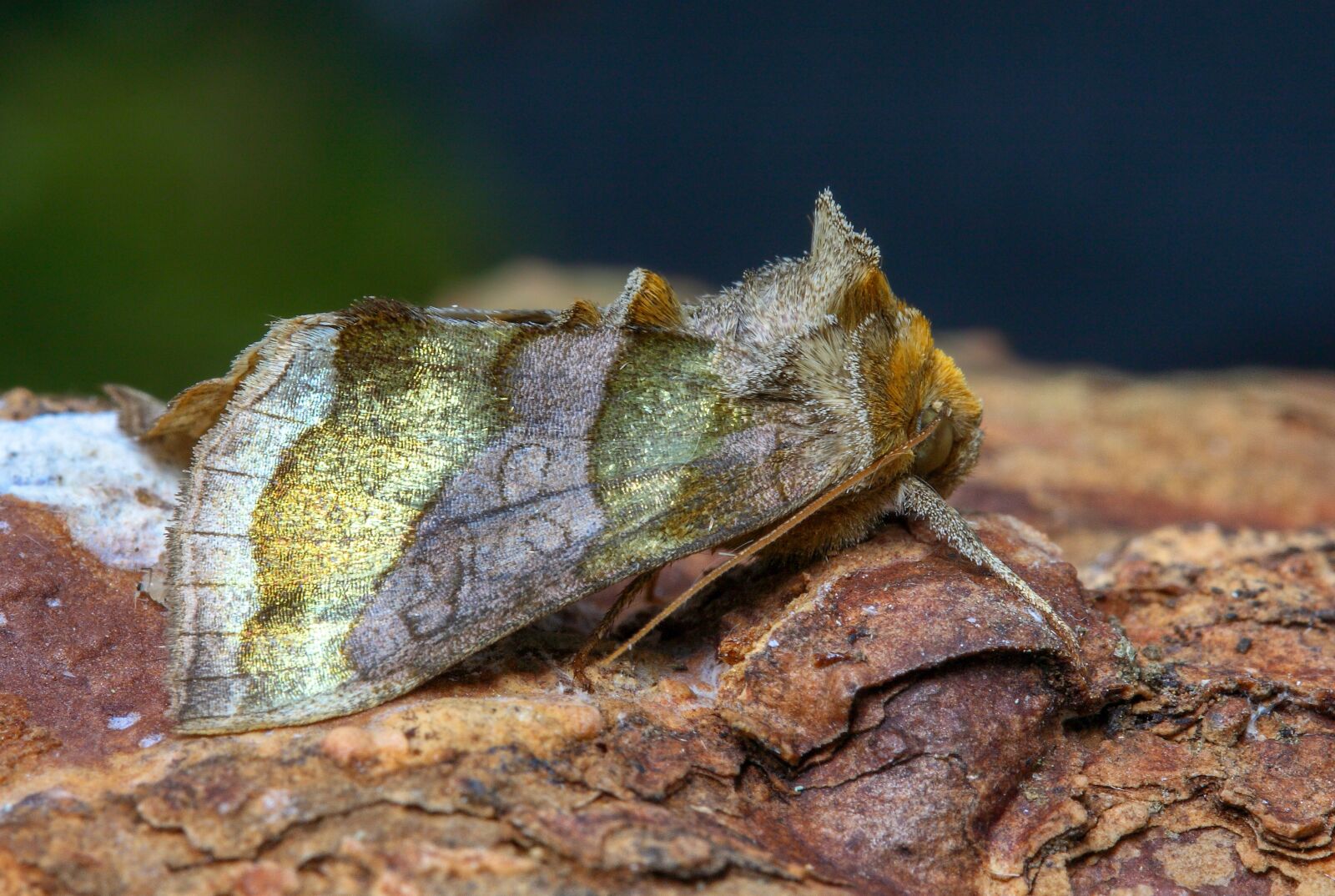 Canon EOS 400D (EOS Digital Rebel XTi / EOS Kiss Digital X) sample photo. Moth, burnished brass, summer photography