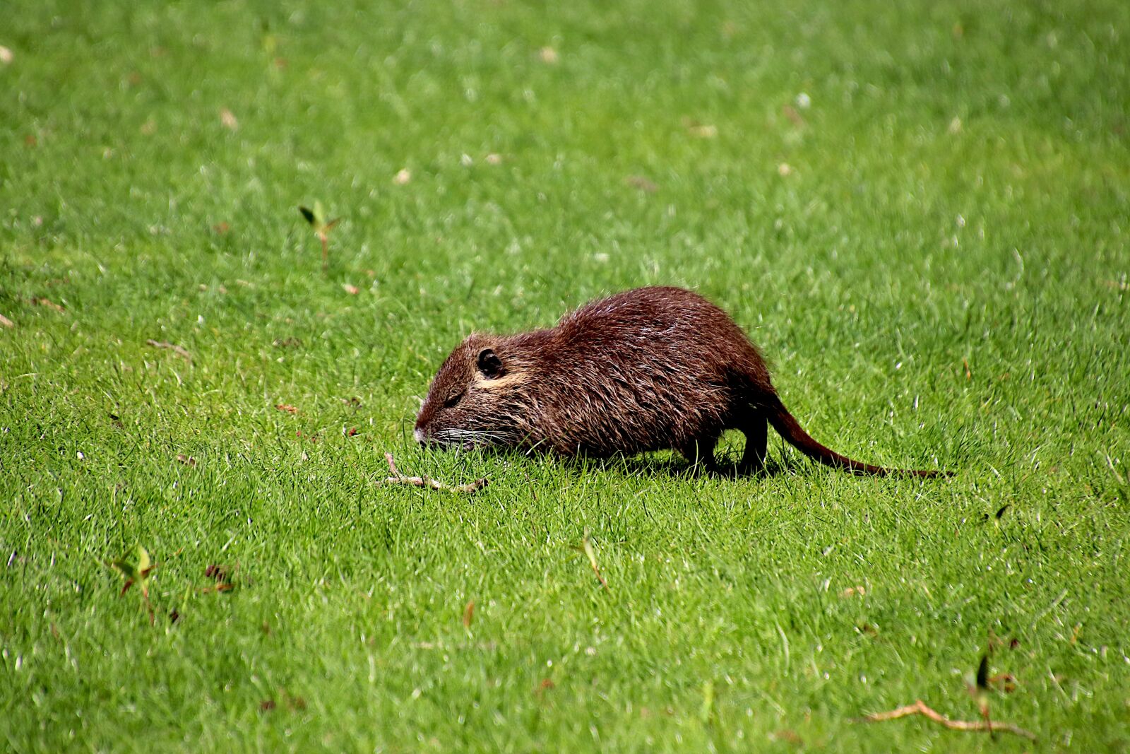 Canon EOS 800D (EOS Rebel T7i / EOS Kiss X9i) sample photo. Nutria, rodents, animals photography
