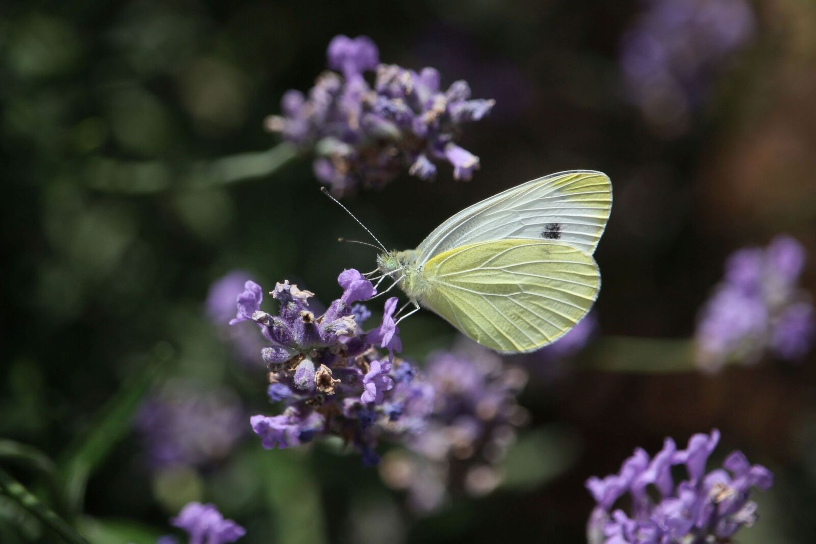 Canon EOS 60D + Canon EF-S 55-250mm F4-5.6 IS STM sample photo. Gonepteryx rhamni, lavender, butterfly photography