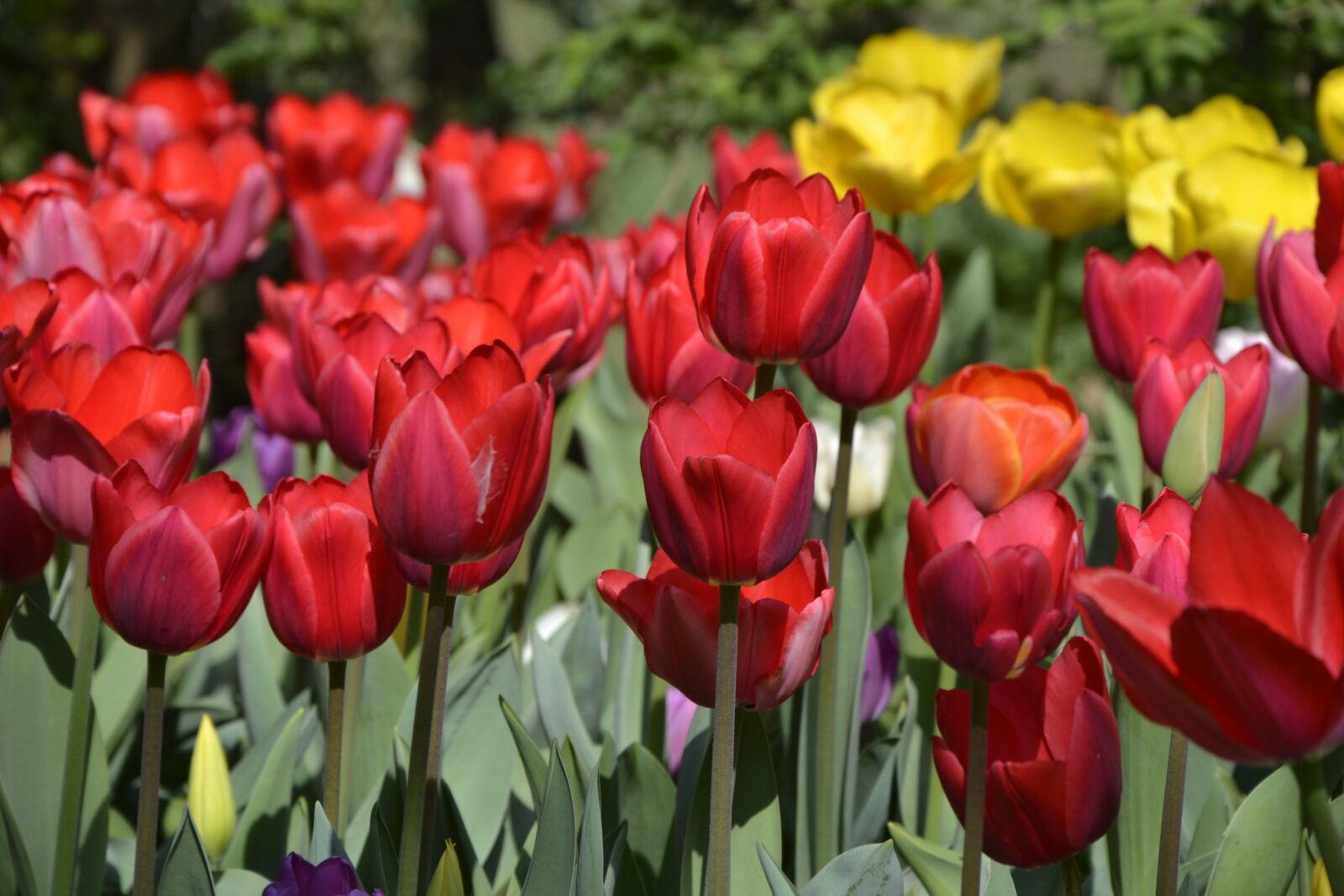 Nikon D3100 sample photo. Flowers, tulips, petals photography