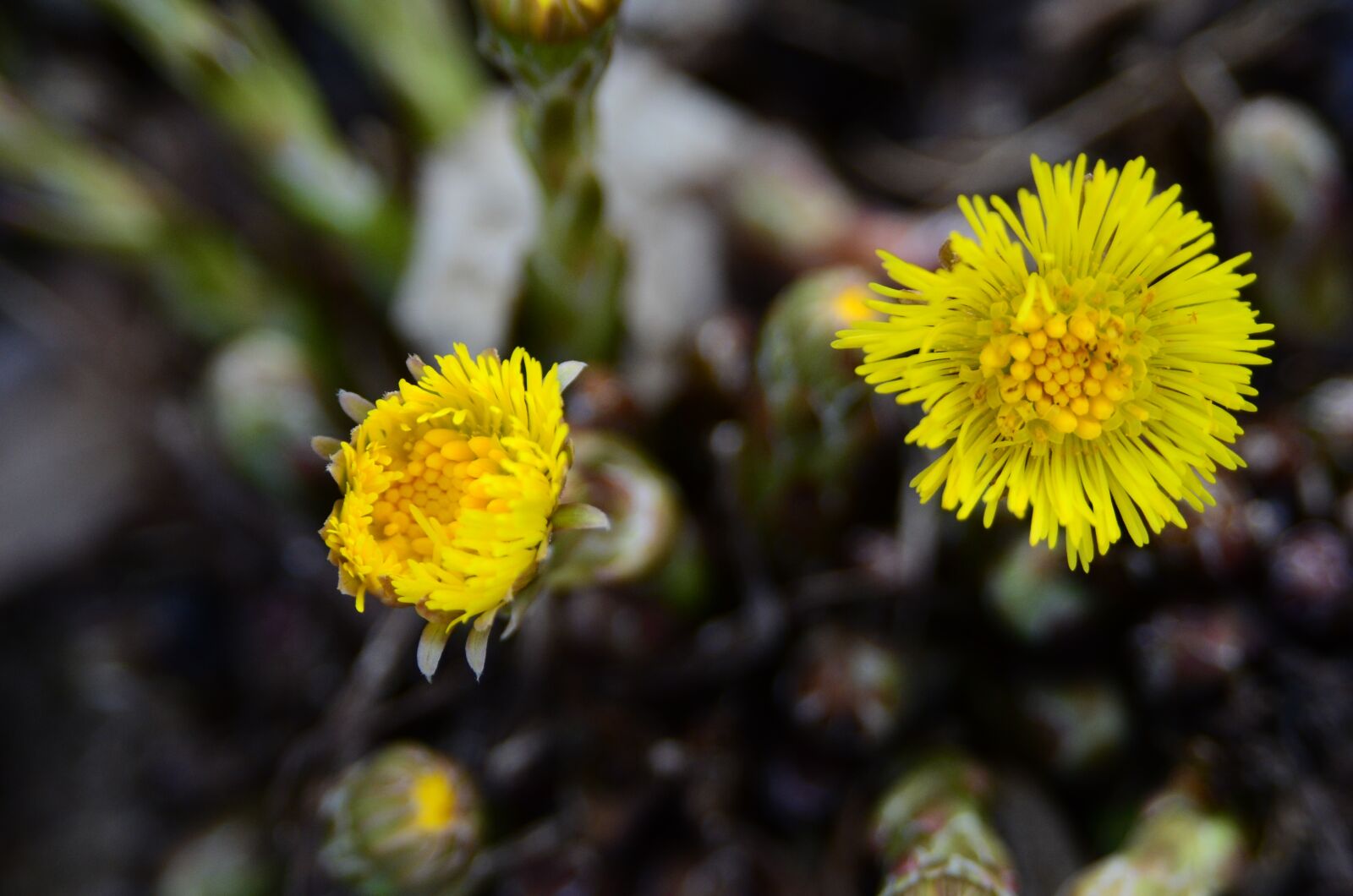 Nikon D7000 sample photo. Tussilago farfara, early spring photography