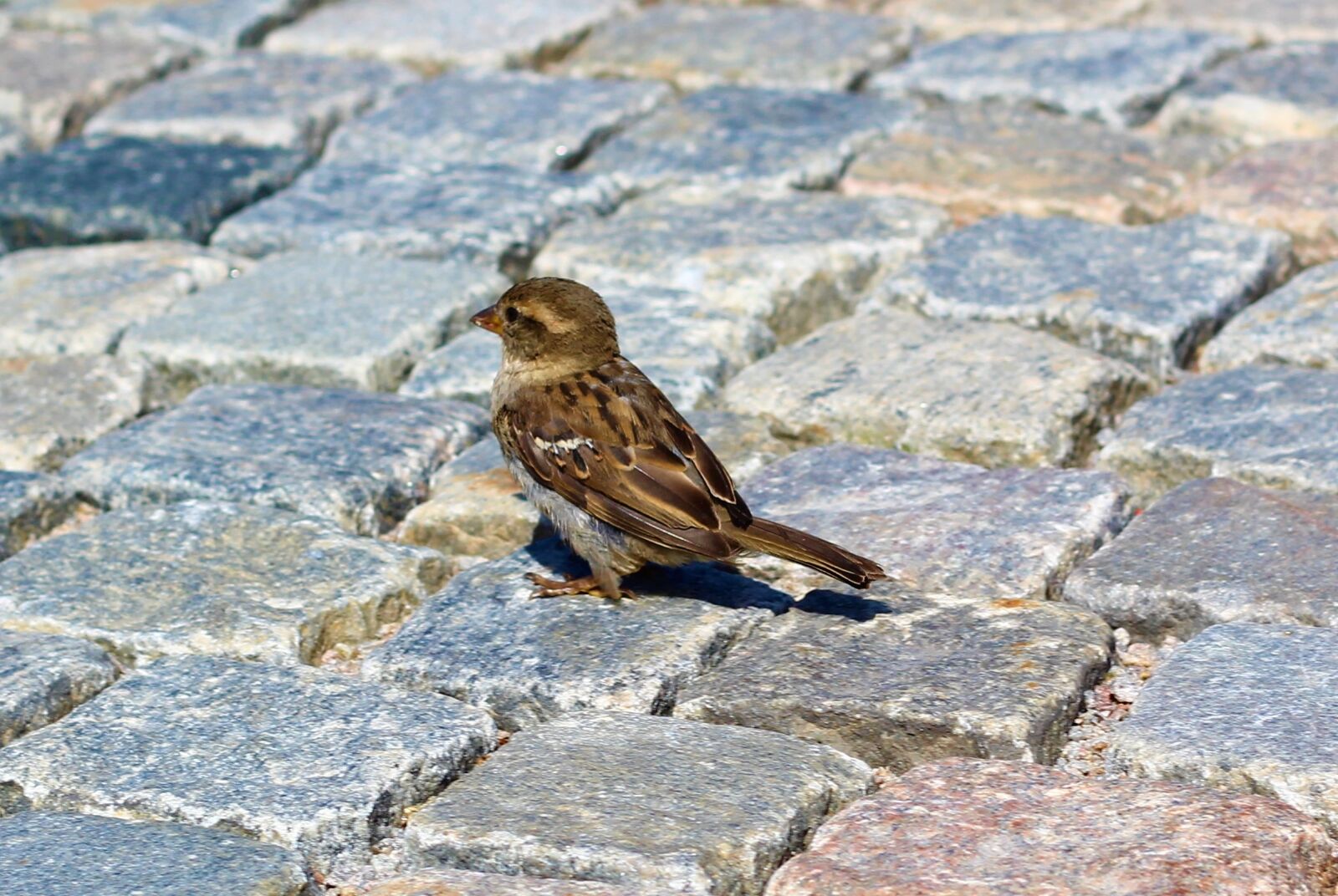 Canon EOS 1200D (EOS Rebel T5 / EOS Kiss X70 / EOS Hi) + Canon EF 50mm F1.8 STM sample photo. Bird, sparrow, road photography