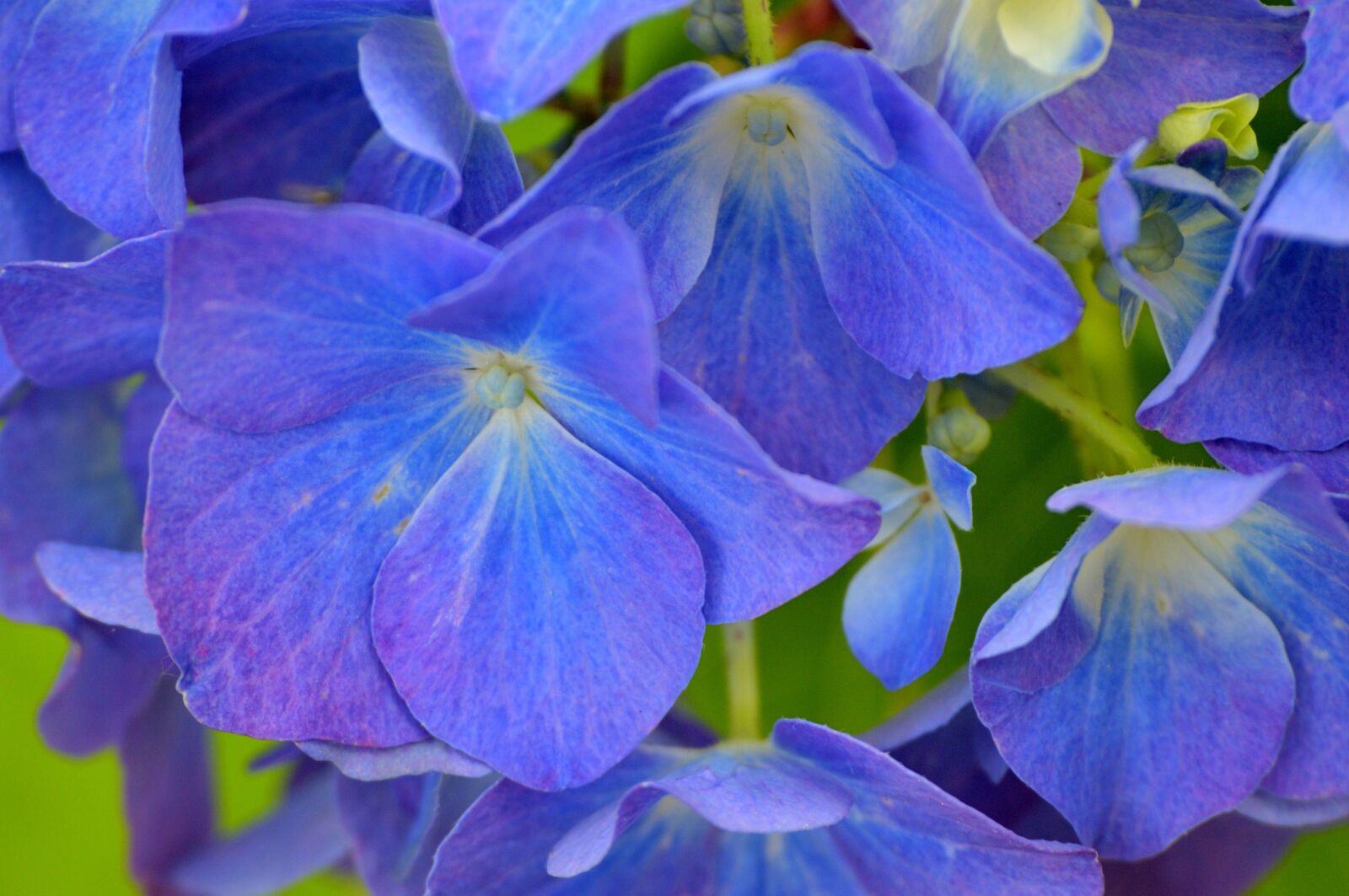 Nikon D300 sample photo. Blue, hydrangea, flower photography