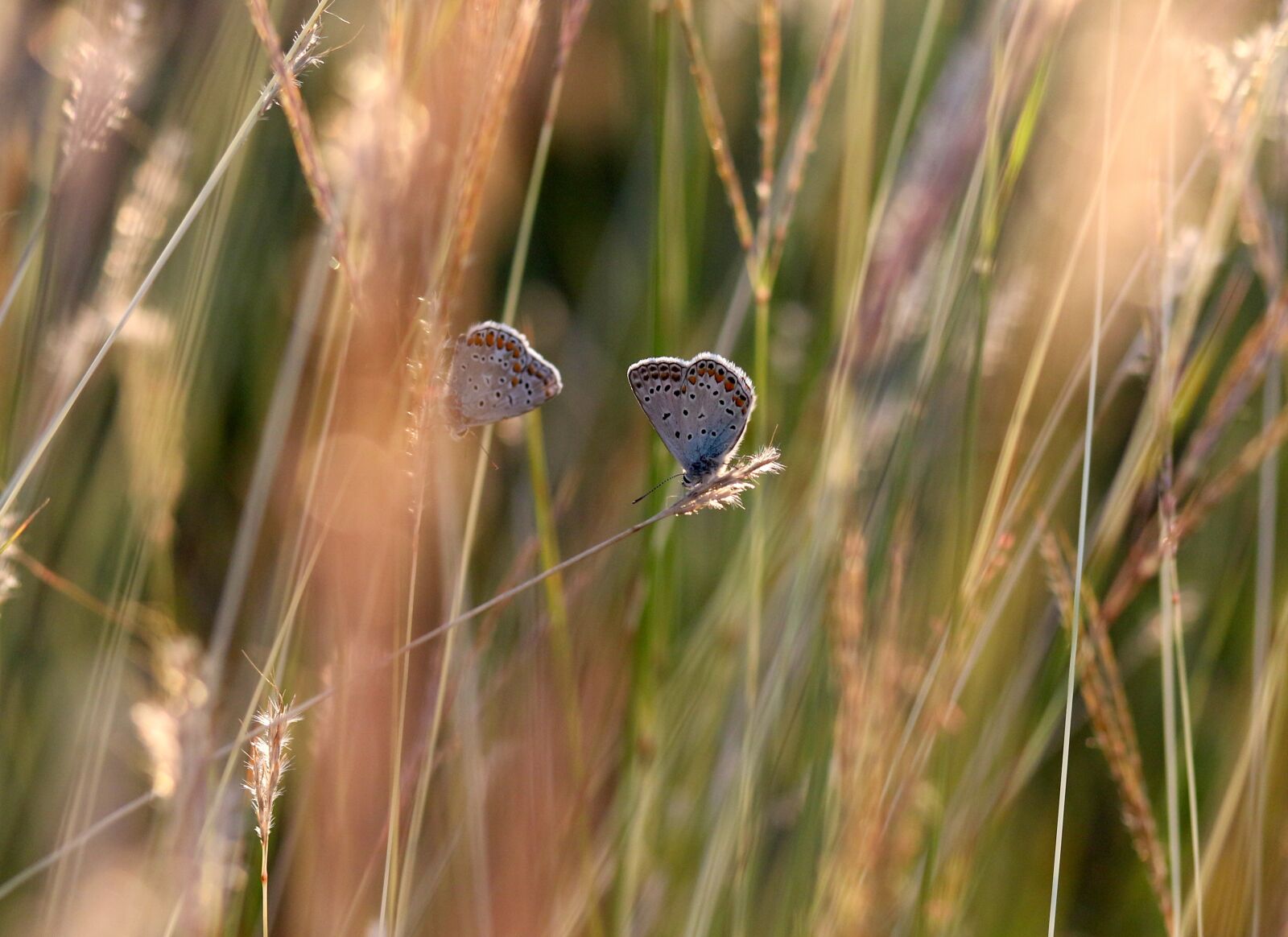 Canon EOS 7D Mark II sample photo. Butterflies, mating, grass photography