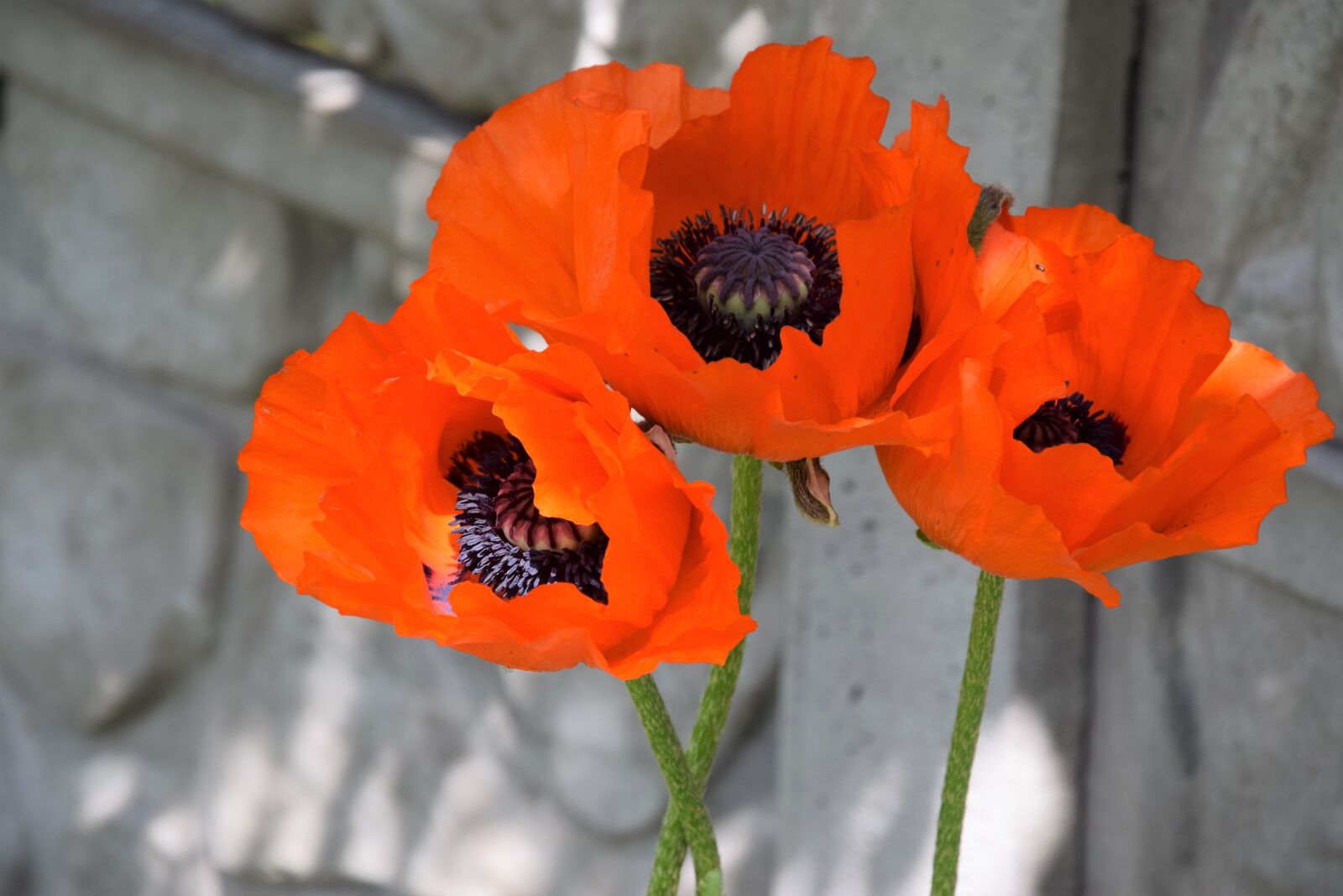 Nikon D5300 sample photo. Poppies, garden, nature photography