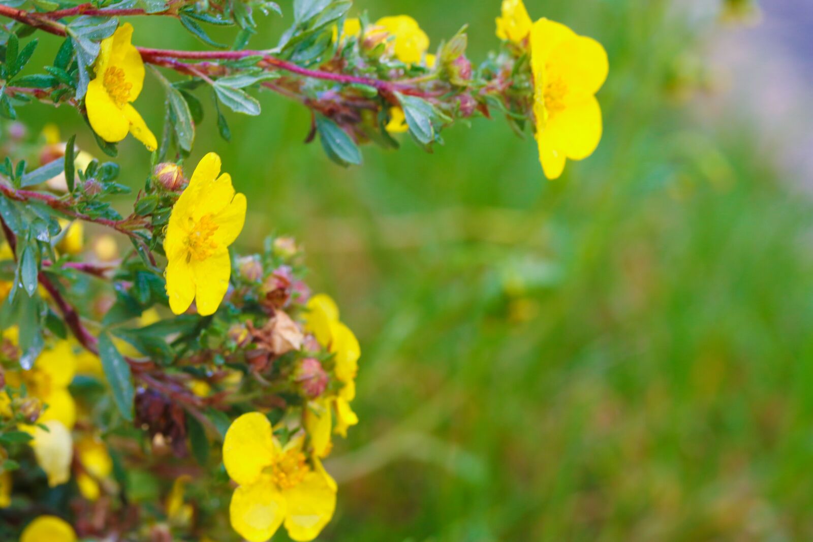 Canon EOS 7D Mark II sample photo. Flower, yellow, nature photography