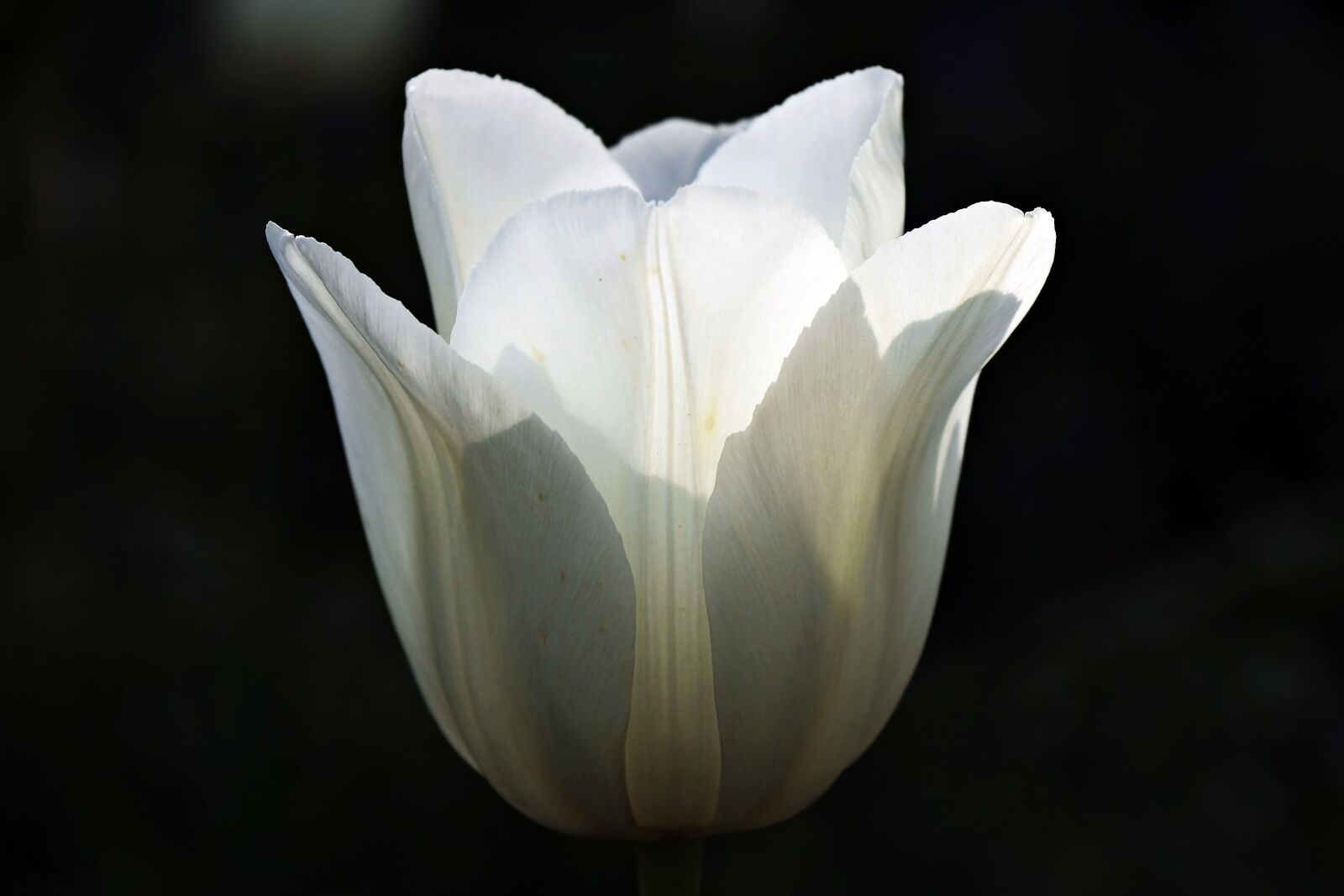 Canon EOS 100D (EOS Rebel SL1 / EOS Kiss X7) sample photo. White tulip, flower, nature photography