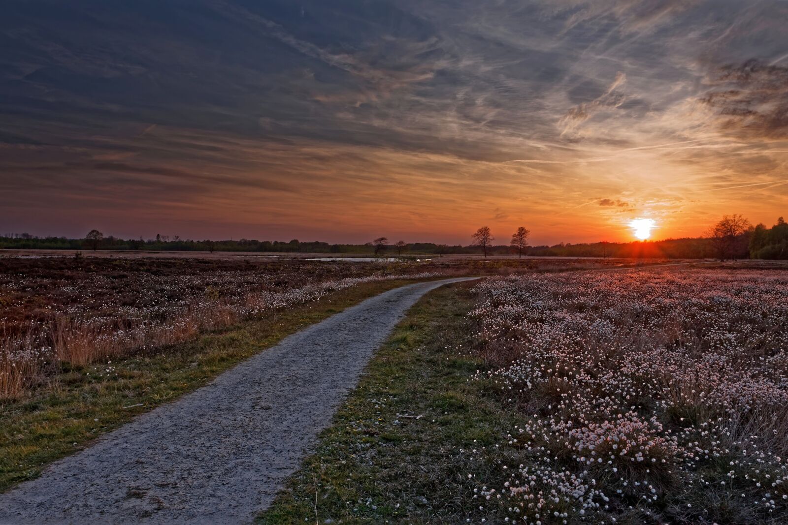 Canon EOS 40D sample photo. Moor, peat bog, moor photography