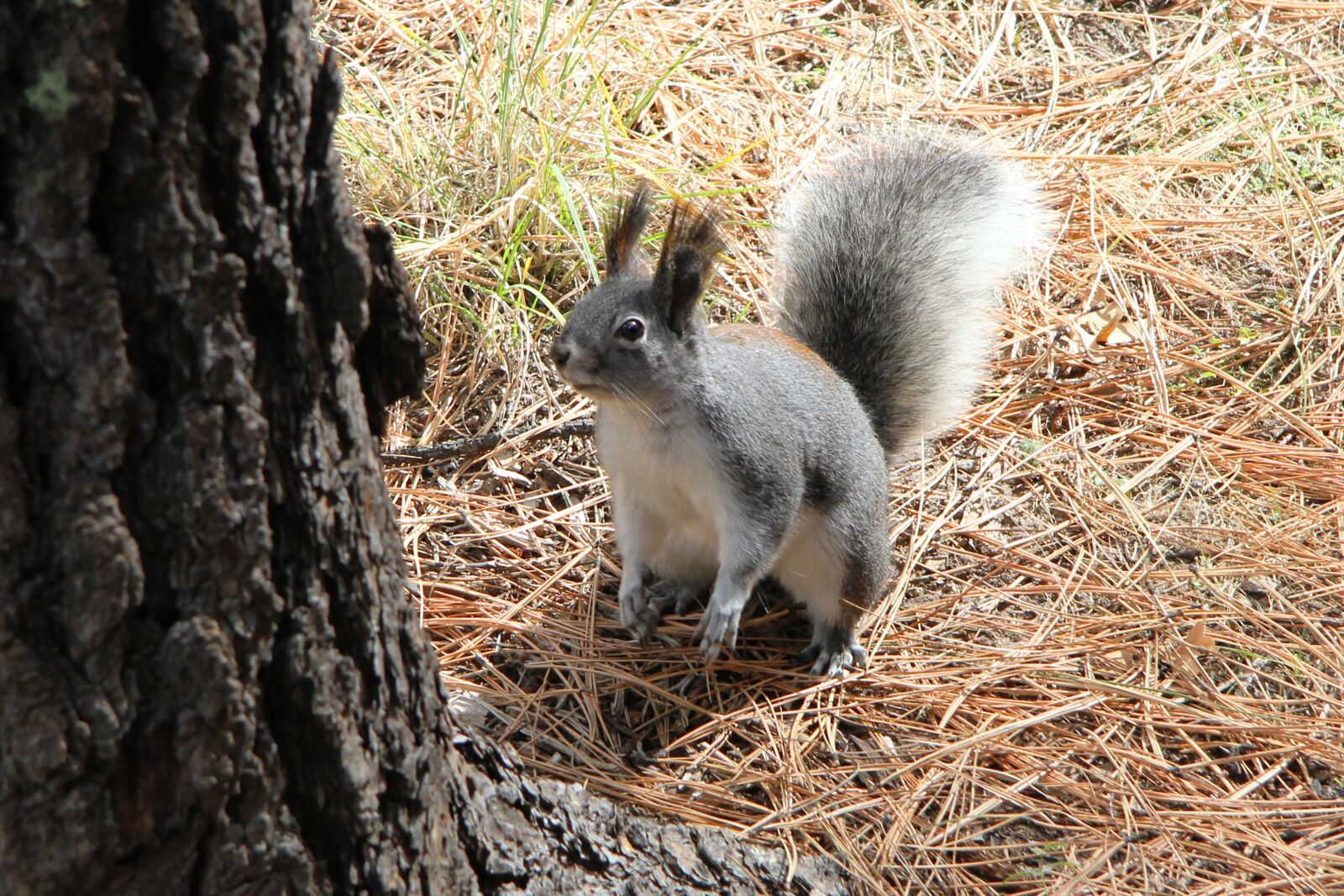 Canon EOS 60D sample photo. Abert's, squirrel, alpine photography
