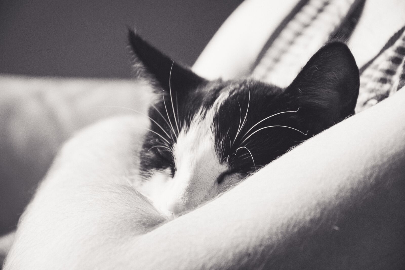 Nikon D5200 sample photo. Cat, kitten, tomcat photography