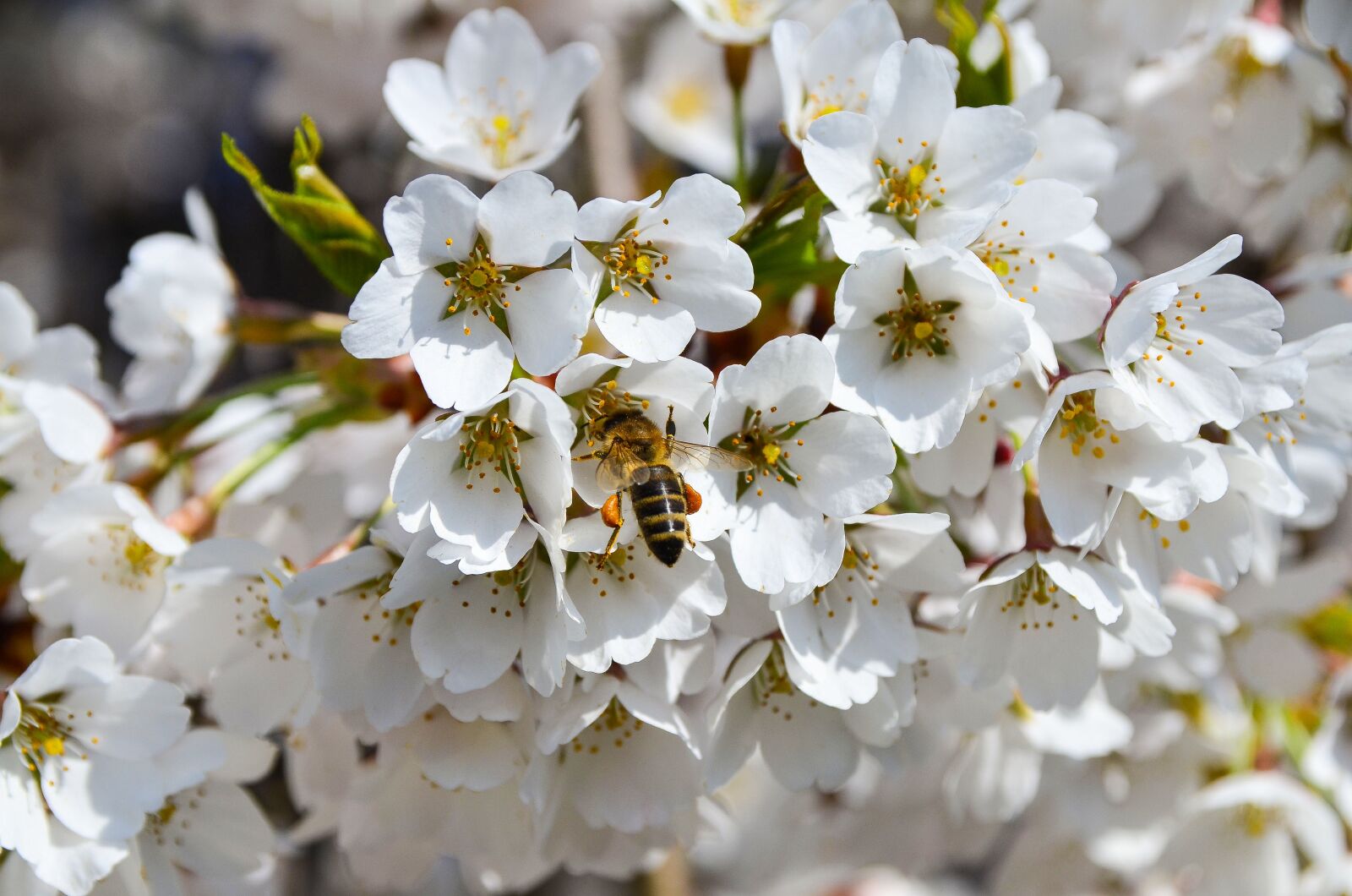Nikon D7000 sample photo. Bee, cherry, spring photography
