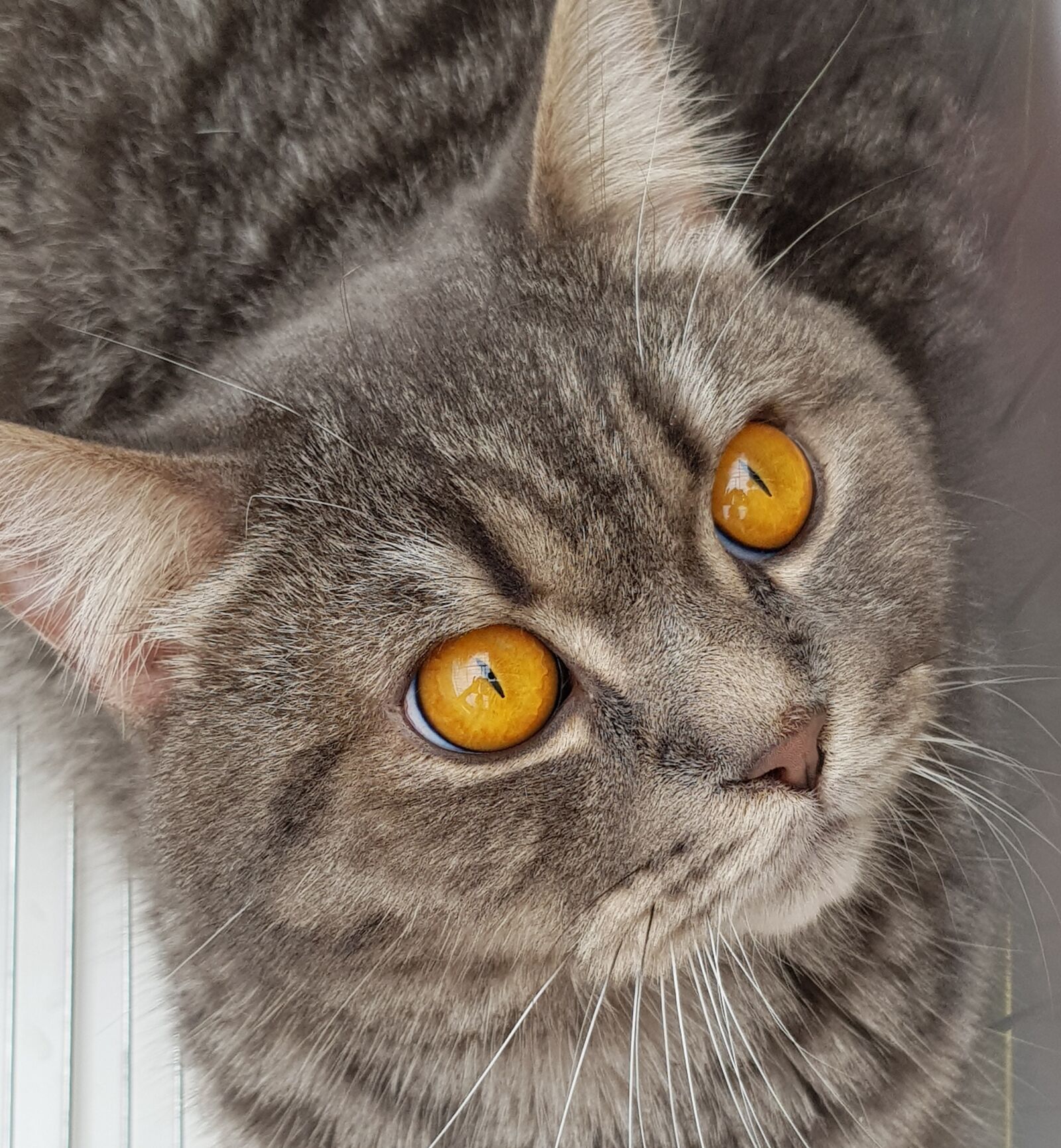 Samsung Galaxy S8 sample photo. Cat, pet, animal photography