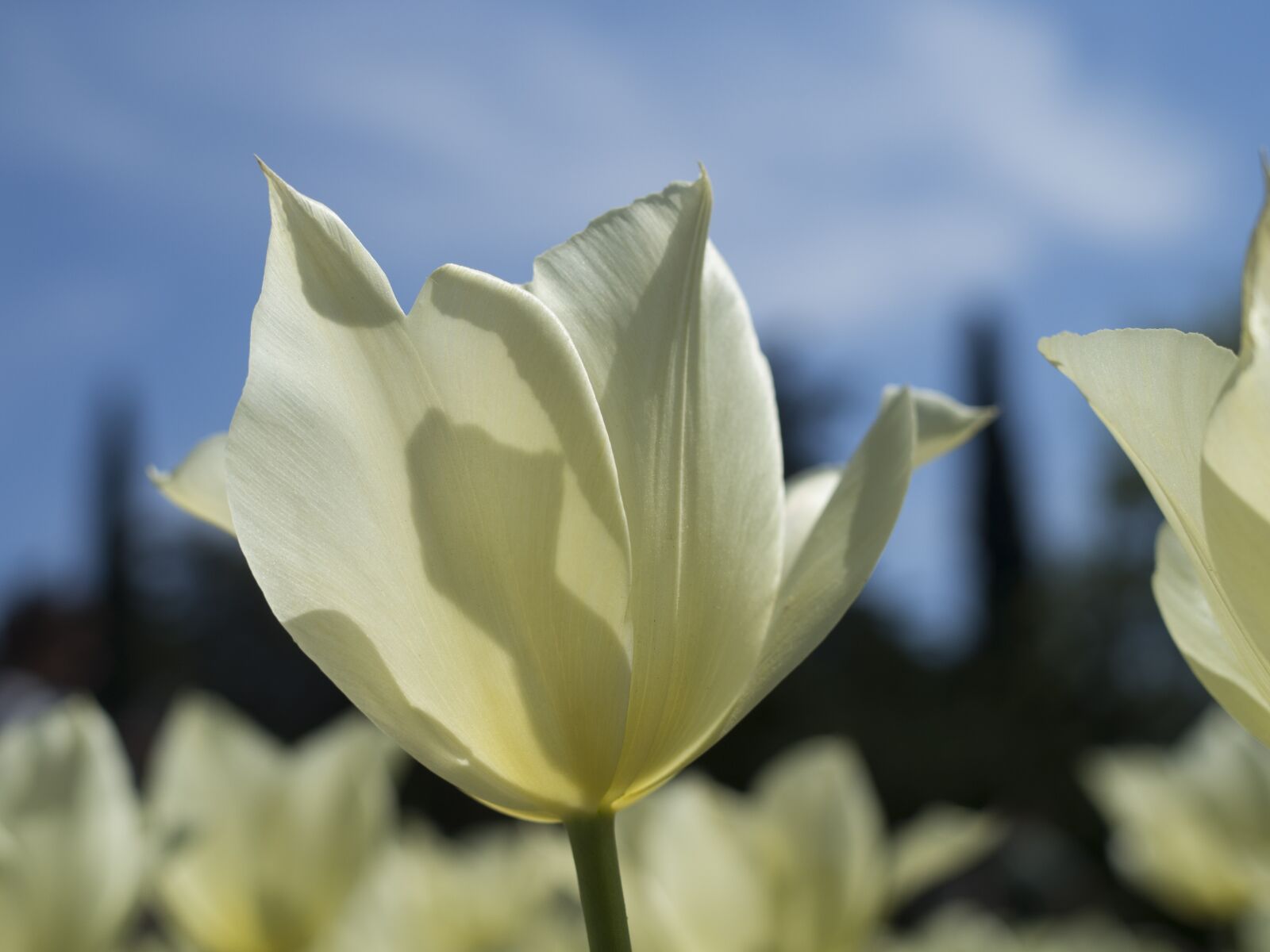Olympus OM-D E-M10 II + Olympus M.Zuiko Digital 25mm F1.8 sample photo. Tulip, spring, nature photography