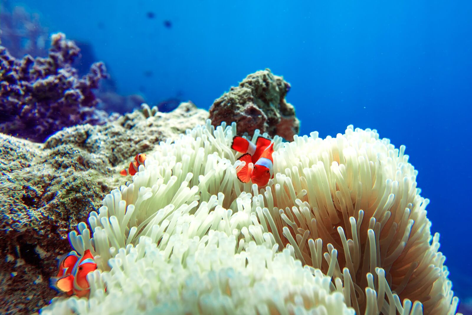 Canon EOS 5D Mark II sample photo. Fish, clownfish, sea anemone photography