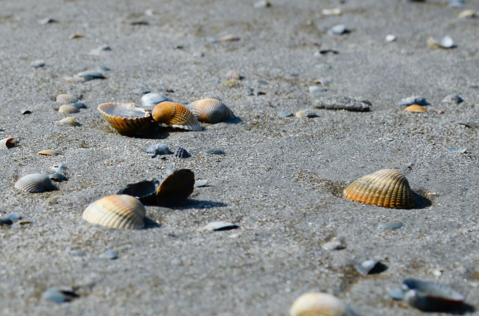 Nikon D610 sample photo. Shell, beach, sand photography