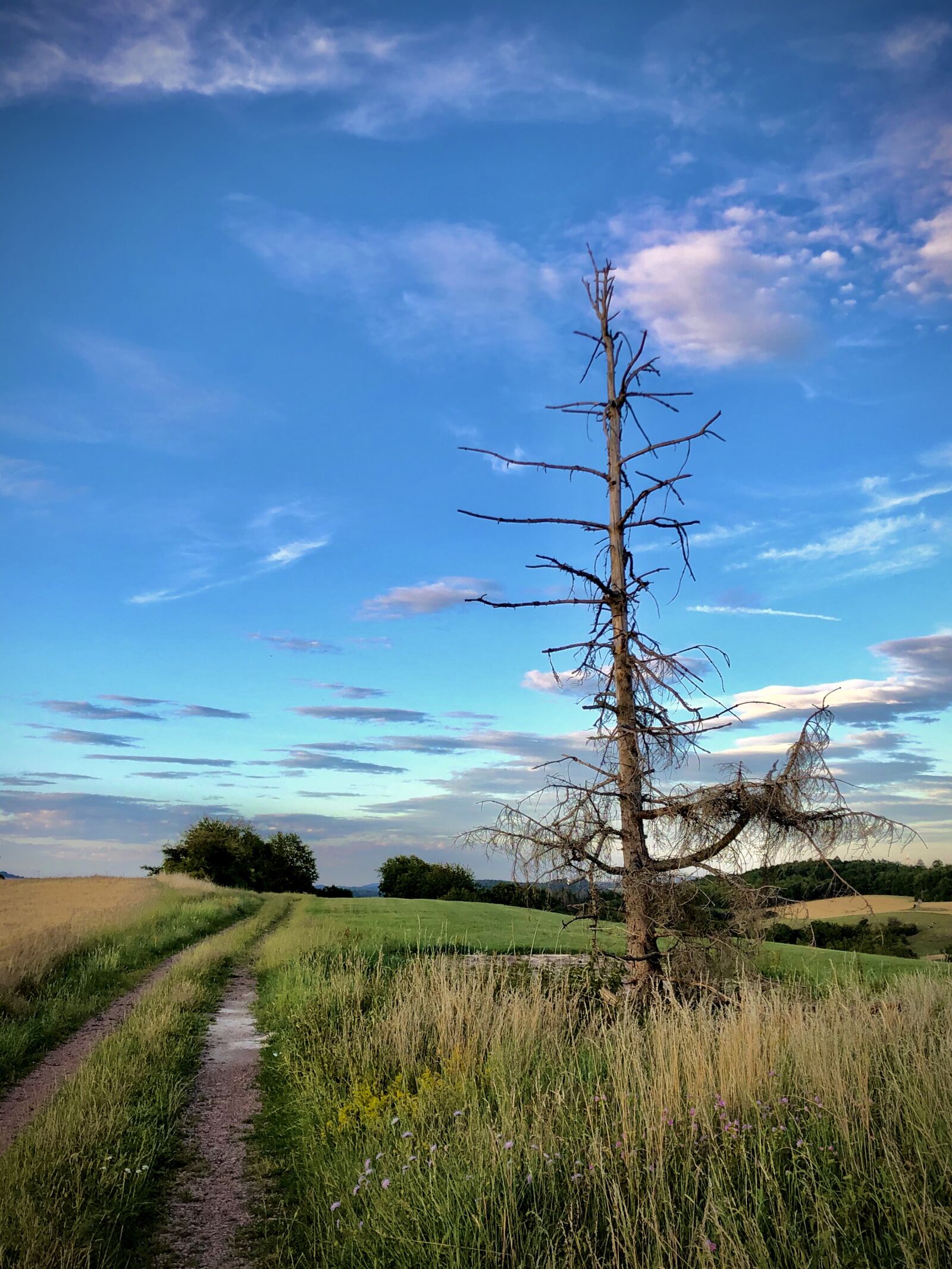 iPhone X back dual camera 4mm f/1.8 sample photo. Tree, landscape, nature photography