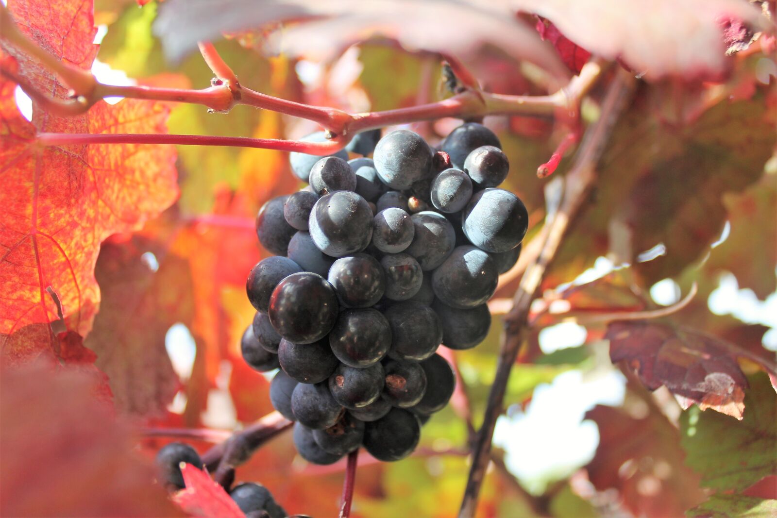 Canon EOS 1100D (EOS Rebel T3 / EOS Kiss X50) sample photo. Grape, vine, fruits photography
