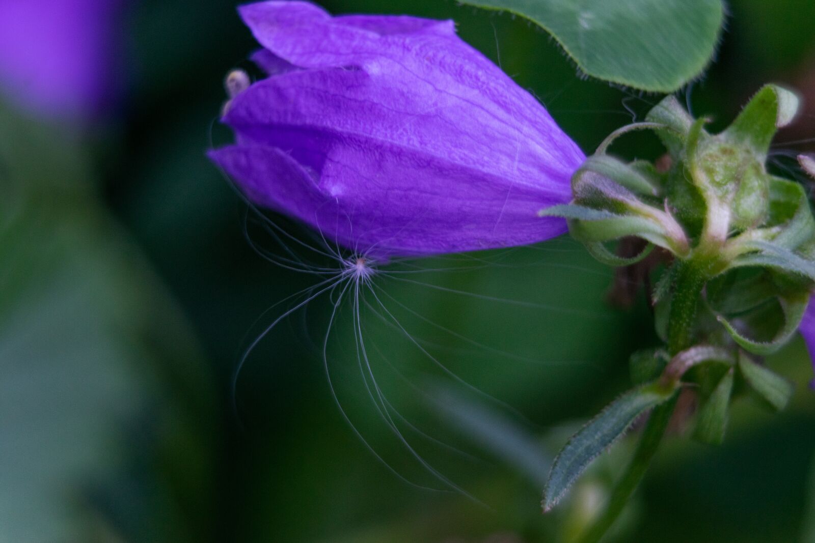 Nikon D3300 sample photo. Flower, garden, nature photography
