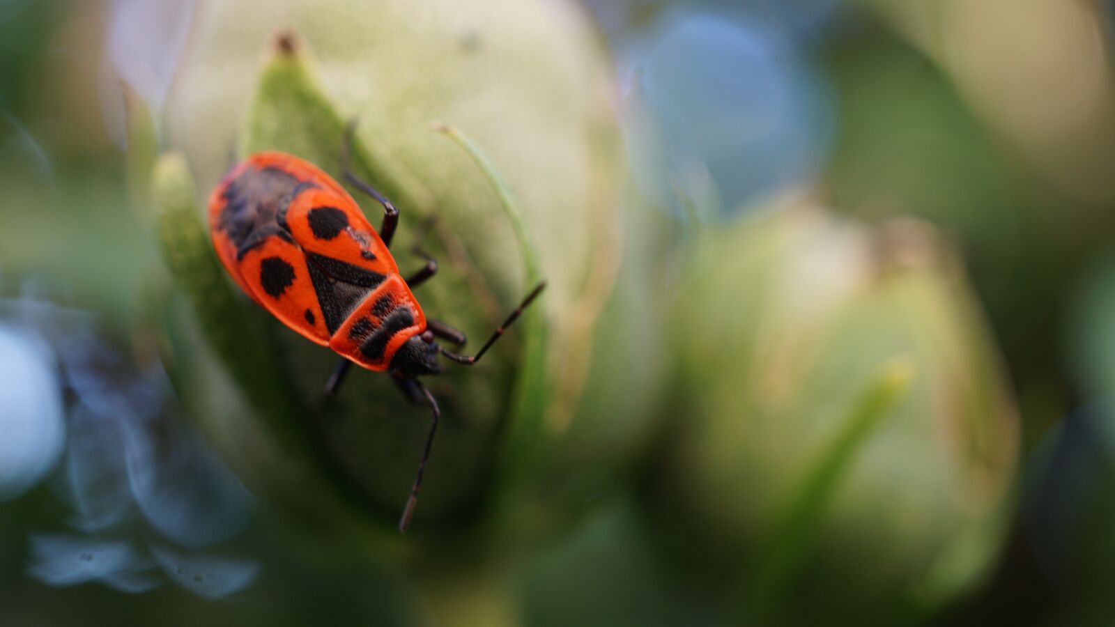 Sony E 30mm F3.5 Macro sample photo. Fire beetle, insect, beetle photography
