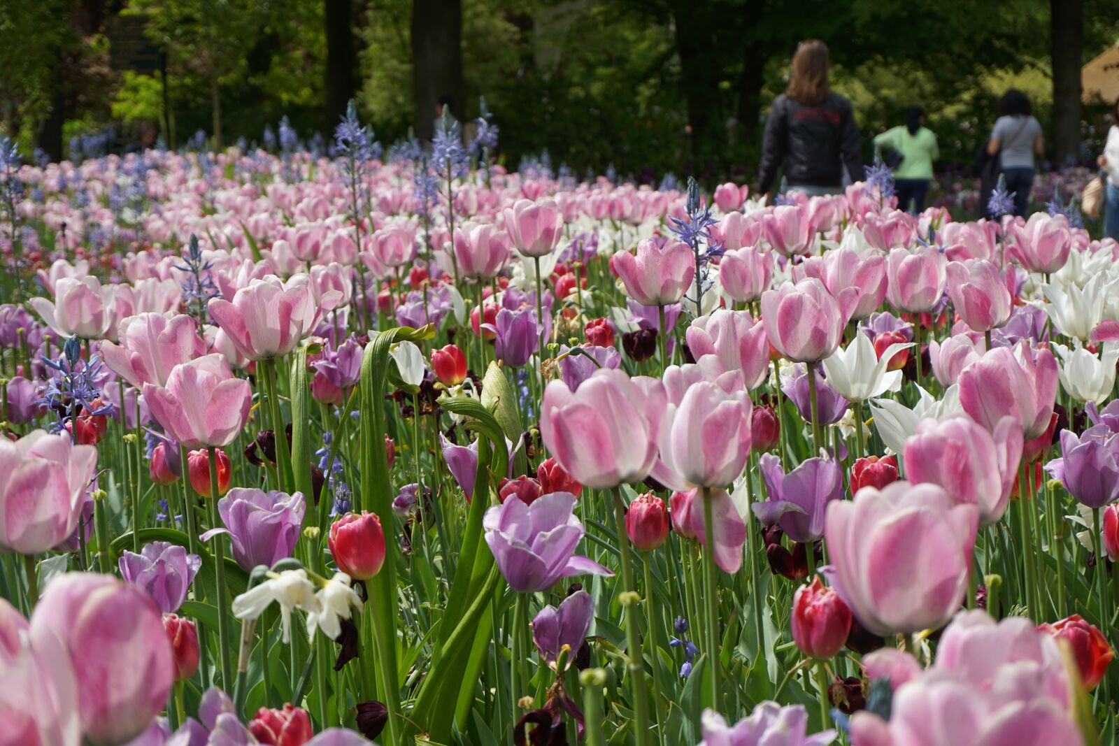 Sony E 16-50mm F3.5-5.6 PZ OSS sample photo. Tulips, rose, keukenhof photography