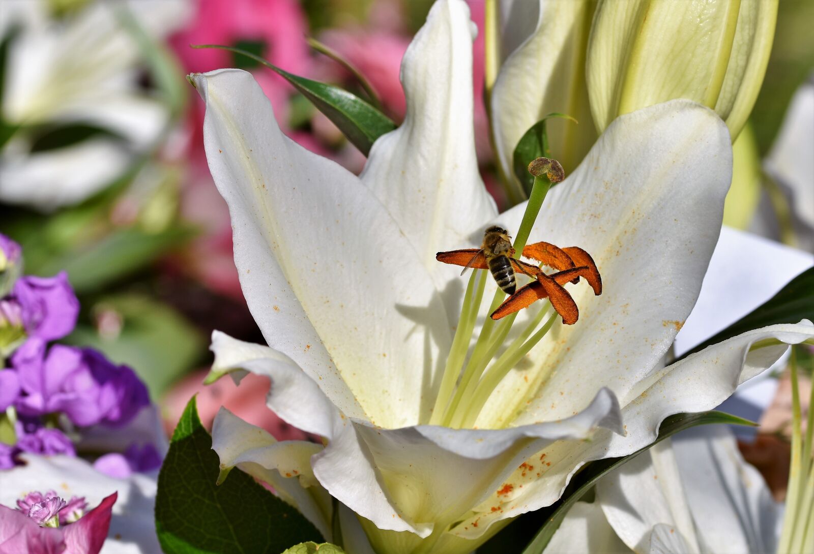 Nikon D7200 sample photo. Lily, blossom, bloom photography