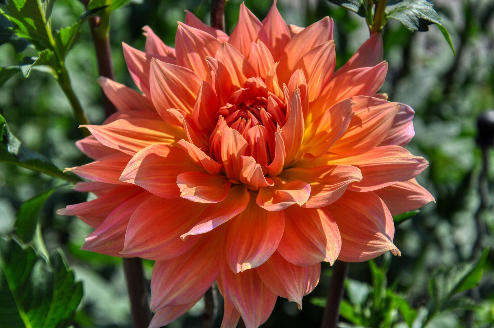 Nikon D5000 sample photo. Dahlia, bloom, ornamental flower photography