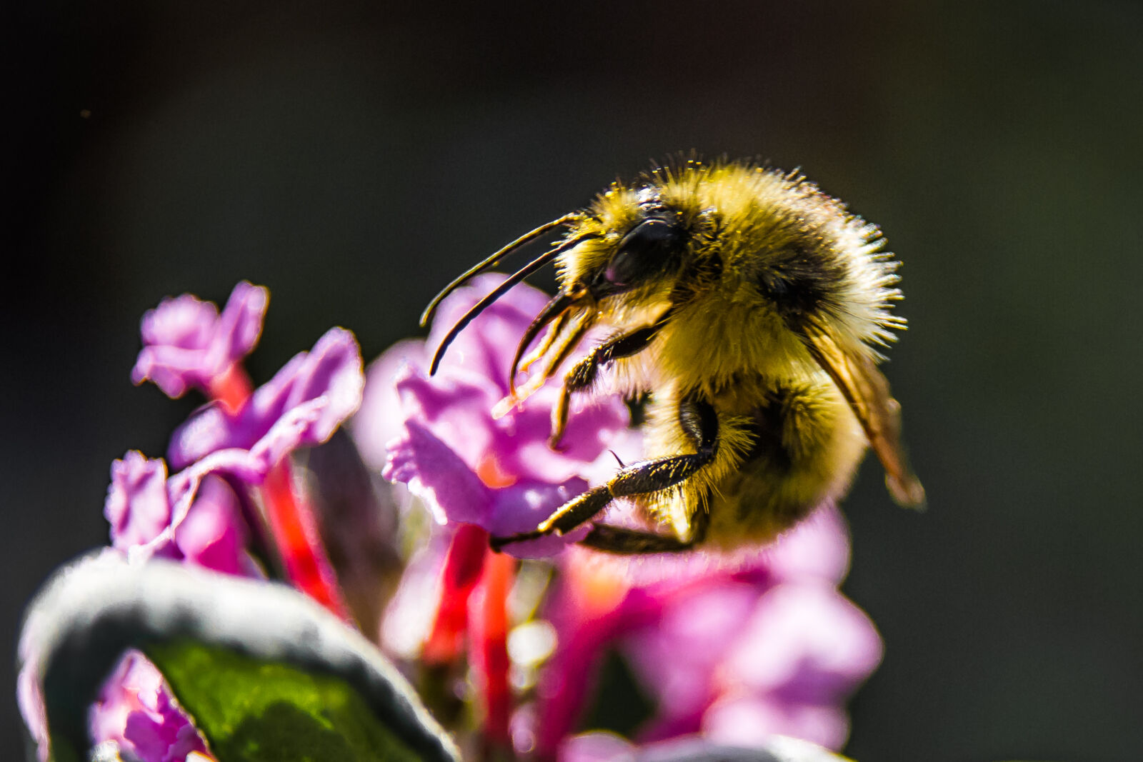 Canon EOS 7D + Sigma 17-70mm F2.8-4 DC Macro OS HSM sample photo. Flower, bee, buddleia photography