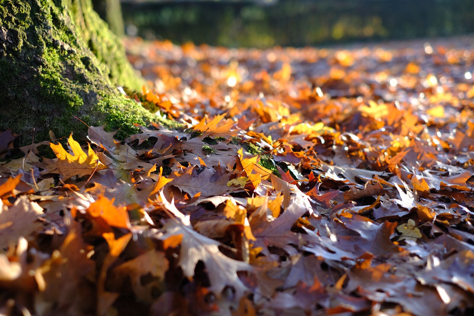 Fujifilm X-T2 + Fujifilm XF 35mm F1.4 R sample photo. Tree, tribe, leaves photography