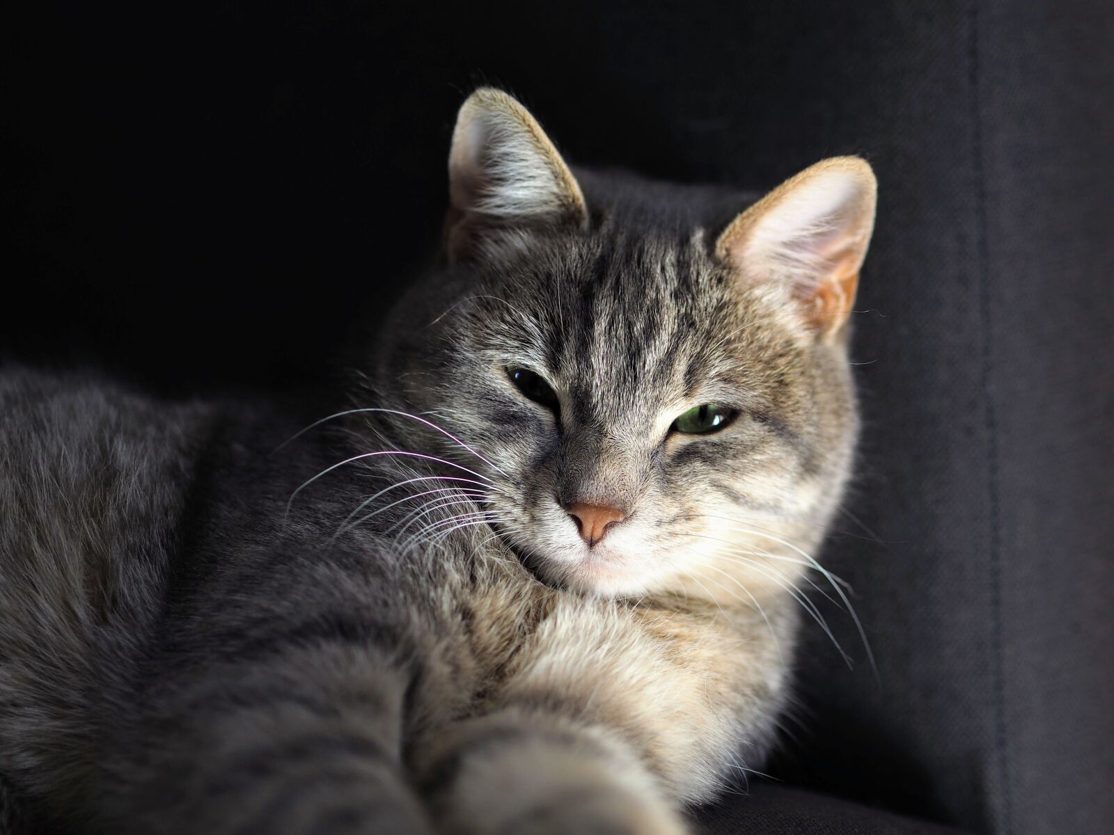 Olympus OM-D E-M10 II + Olympus M.Zuiko Digital 45mm F1.8 sample photo. Cat, grey cat, feline photography