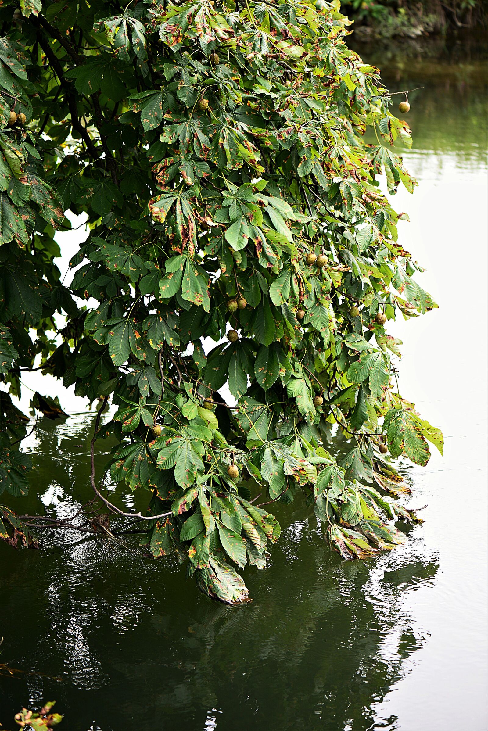 Nikon D610 sample photo. Chestnut tree, leaves, water photography