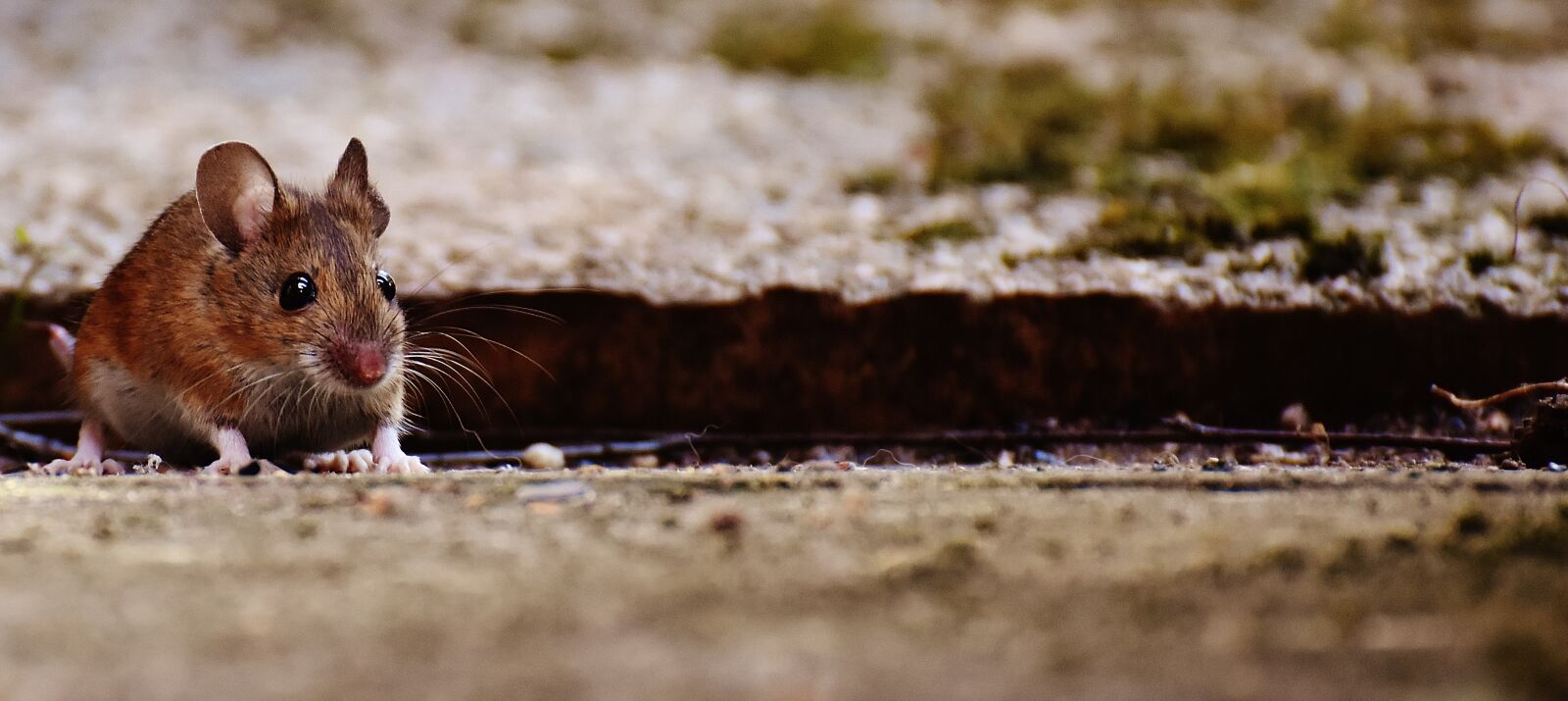 Nikon D7200 sample photo. Mouse, rodent, cute photography