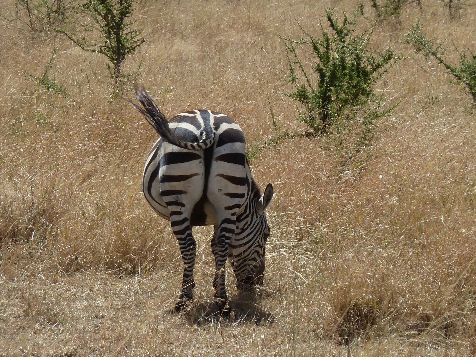 Panasonic Lumix DMC-ZS5 (Lumix DMC-TZ8) sample photo. Zebra, africa, wildlife photography