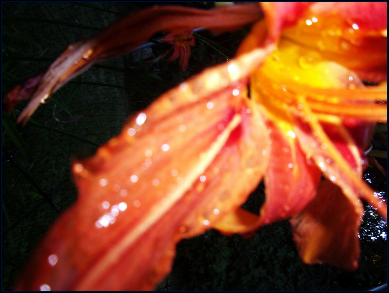 JK KODAK PIXPRO FZ53 sample photo. Lily, blossom, water droplets photography
