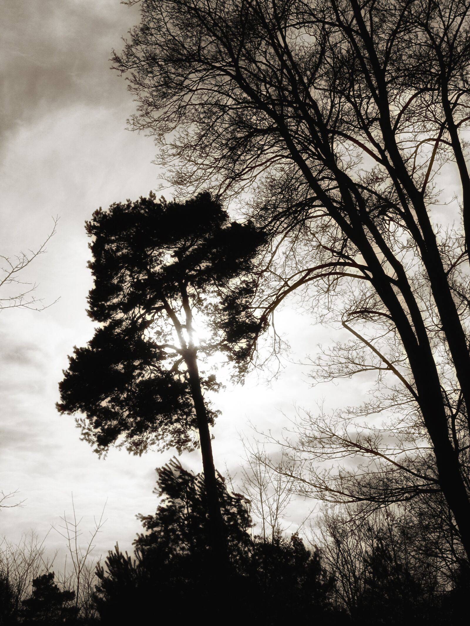 Canon PowerShot SX200 IS sample photo. Trees, landscape, mood photography