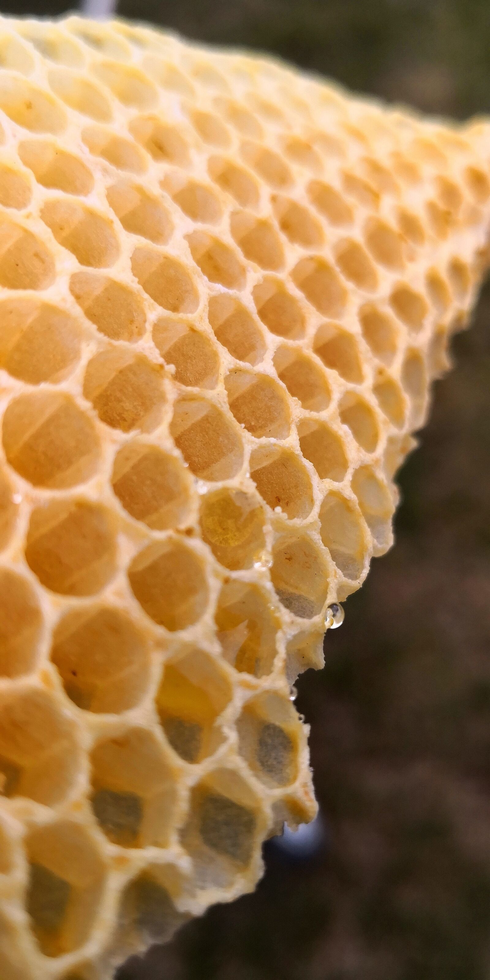 HUAWEI Mate 10 Pro sample photo. Wax, honeycomb wax, bees photography