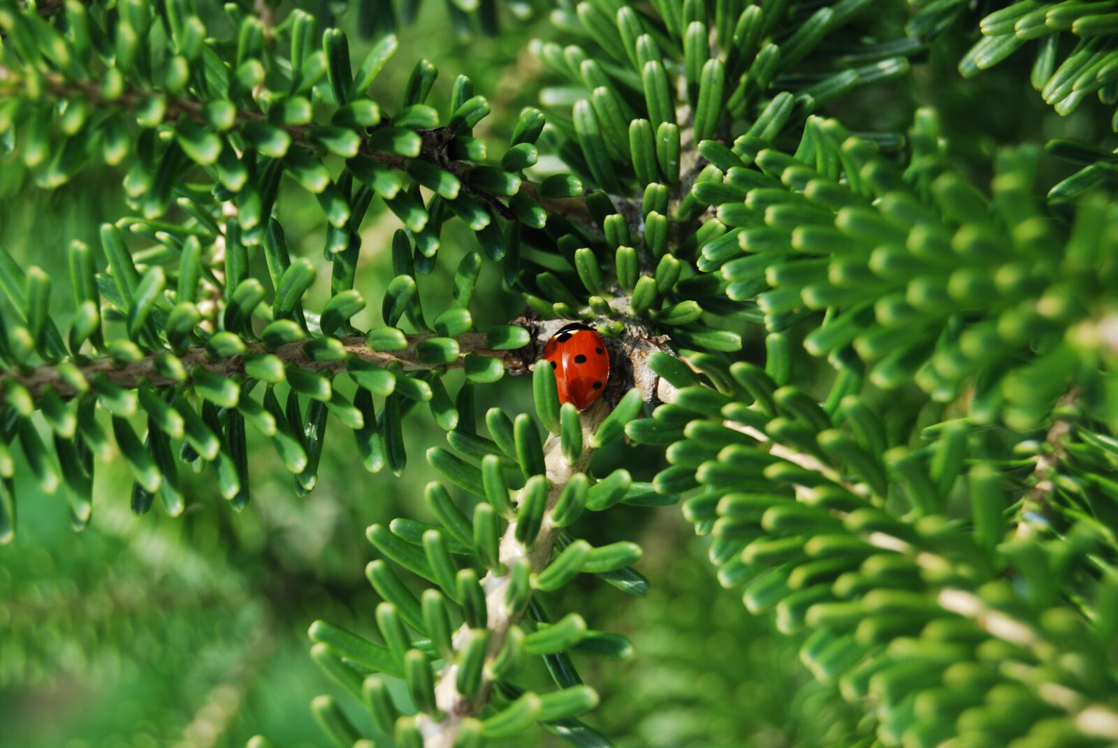 Nikon D60 sample photo. Ladybug, garden, insect photography