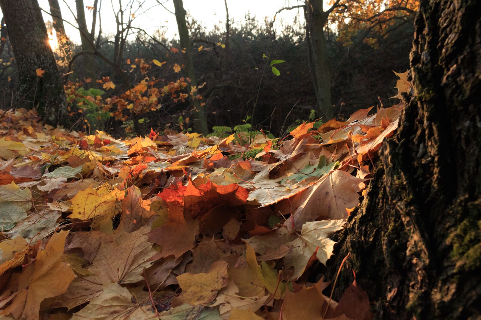 Canon EOS 100D (EOS Rebel SL1 / EOS Kiss X7) sample photo. Autumn, foliage, lighting photography
