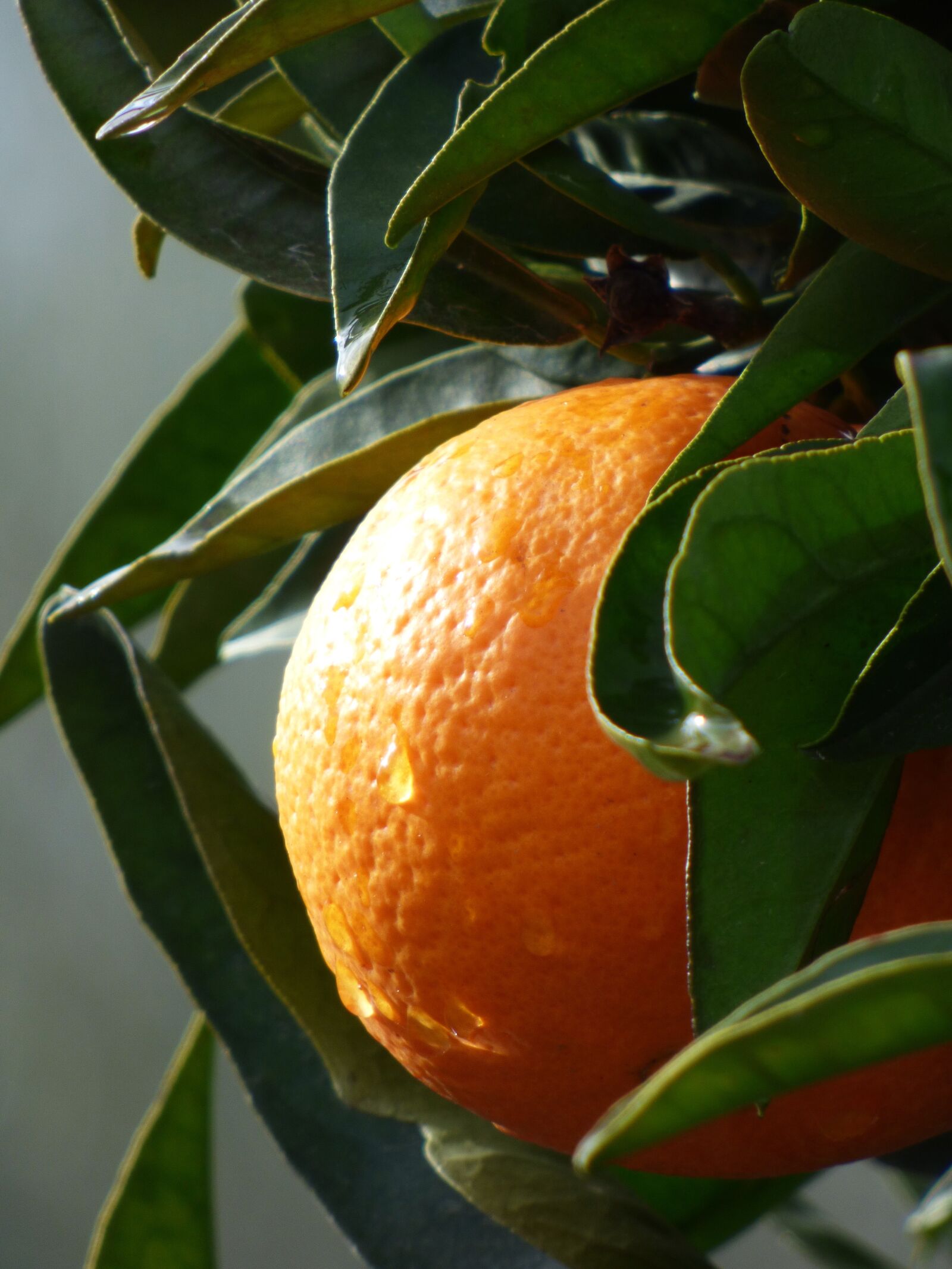Panasonic Lumix DMC-FZ70 sample photo. Orange, naranjo, citric photography