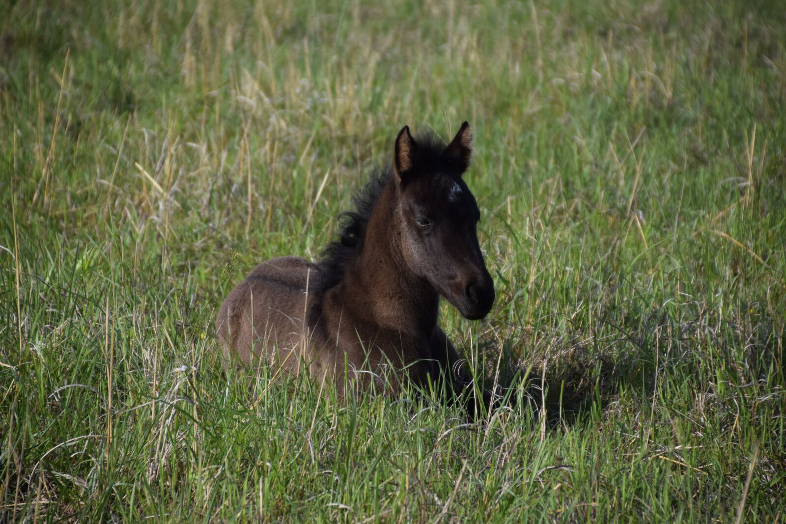 Nikon D5300 sample photo. Foal, colt, horse photography
