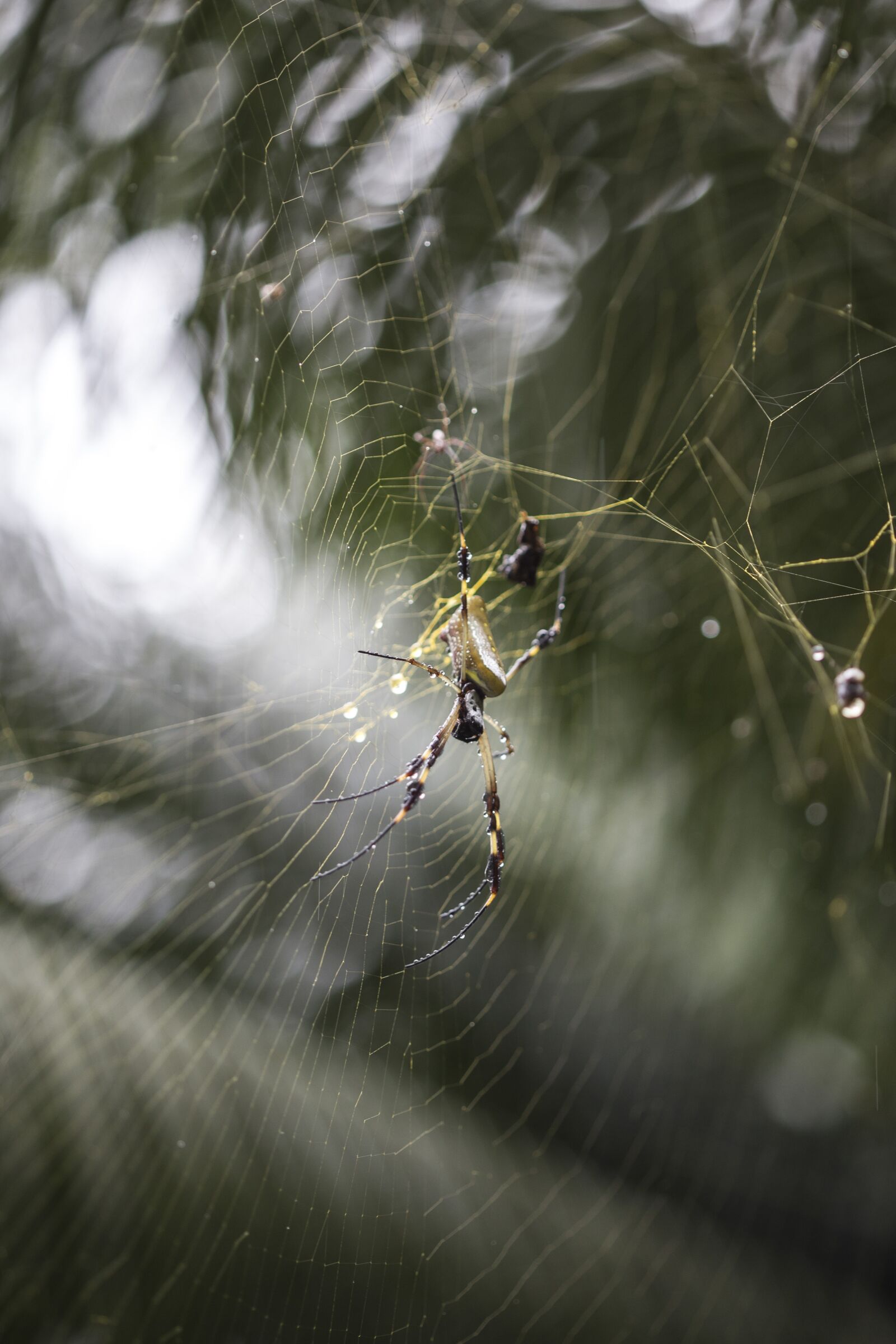 Canon EOS 6D + Canon EF 100mm F2.8 Macro USM sample photo. Spider, net, tropical photography