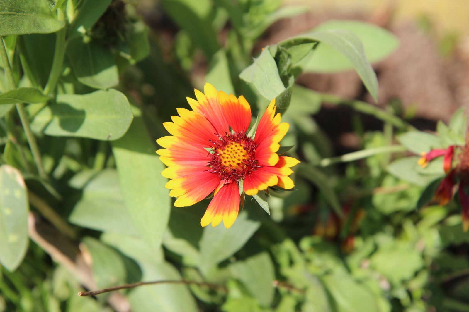 Canon EOS 600D (Rebel EOS T3i / EOS Kiss X5) sample photo. Flower, flowering, summer flower photography