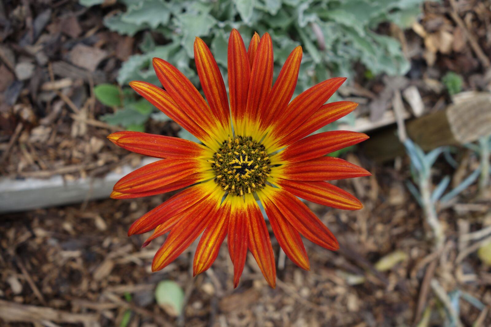 Sony Cyber-shot DSC-RX100 II sample photo. Flower, blossom, orange photography