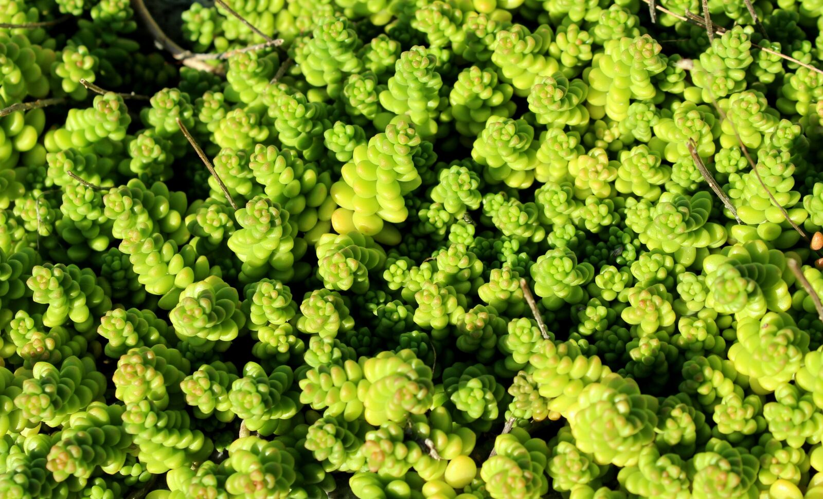 Canon EOS 1200D (EOS Rebel T5 / EOS Kiss X70 / EOS Hi) sample photo. Sedum, succulents, plant photography