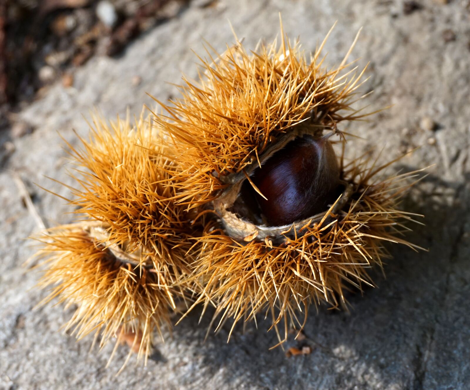 Sony Alpha a5000 (ILCE 5000) sample photo. Chestnut, ripe, autumn photography