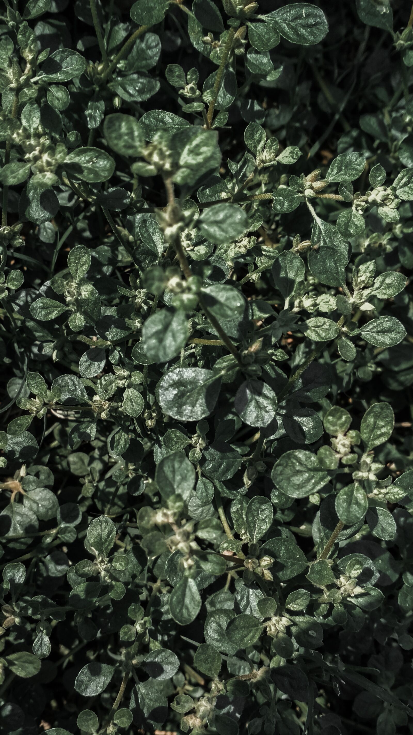 Xiaomi Redmi 4 Pro sample photo. Texture, nature, leaf photography