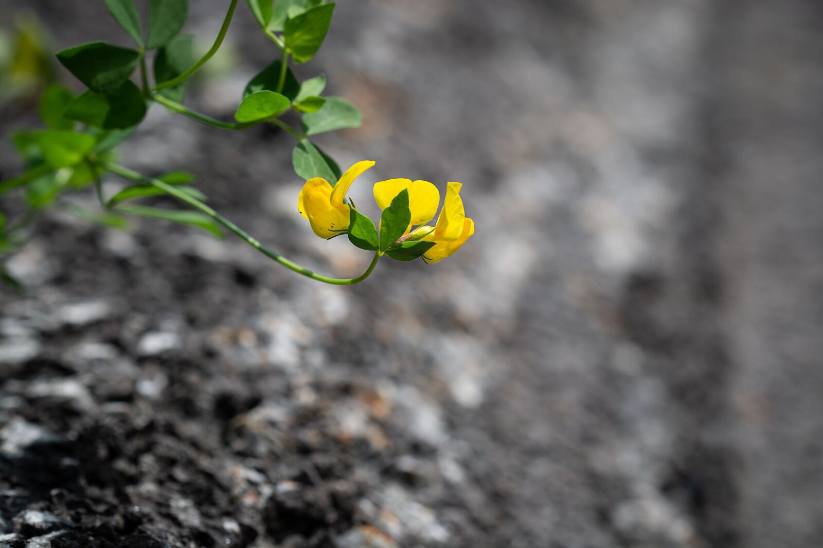 Nikon D7100 sample photo. Flower, yellow, small photography